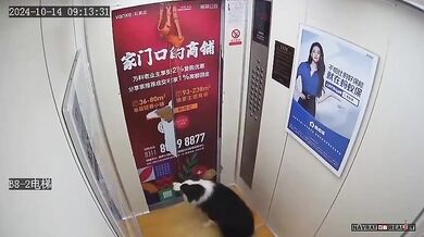 Pes měl velké štěstí