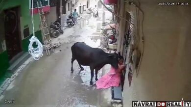 Brutální útok toulavého býka na ženu v úzké uličce v Dillí