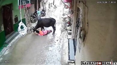 Brutální útok toulavého býka na ženu v úzké uličce v Dillí