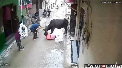 Brutální útok toulavého býka na ženu v úzké uličce v Dillí