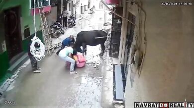 Brutální útok toulavého býka na ženu v úzké uličce v Dillí