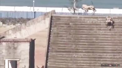 Čínská armáda testuje robotické psy