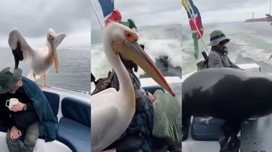 Námořní taxík pro zvířata