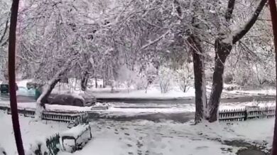 Chodkyně lehce zraněna pádem stromu