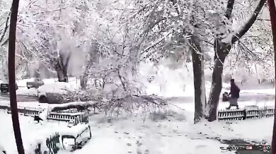 Chodkyně lehce zraněna pádem stromu