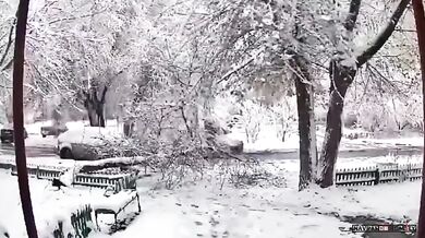Chodkyně lehce zraněna pádem stromu