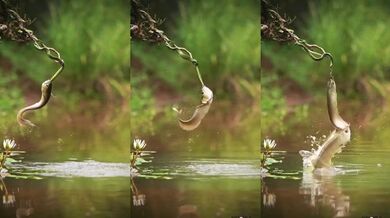 Ryba se snaží ulovit hada