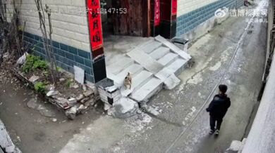 Karma pro chlapce ukazující psovi prostředníček