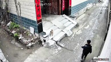 Karma pro chlapce ukazující psovi prostředníček