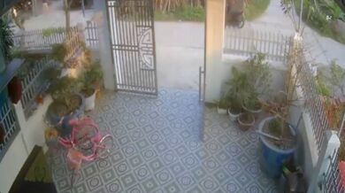 Býk zaútočil na skútraře