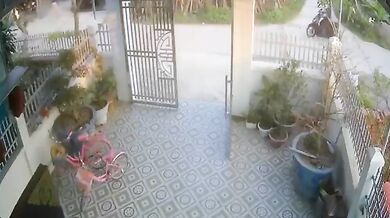 Býk zaútočil na skútraře