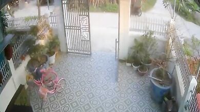 Býk zaútočil na skútraře