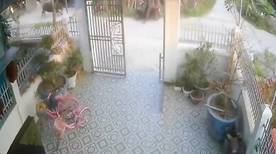 Býk zaútočil na skútraře