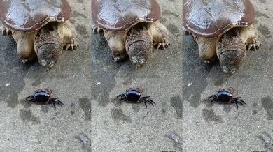 Rychlé zmizení kraba