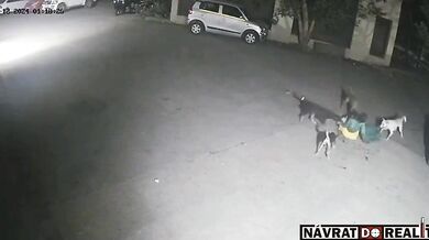 Útok pouličních psů