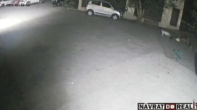 Útok pouličních psů