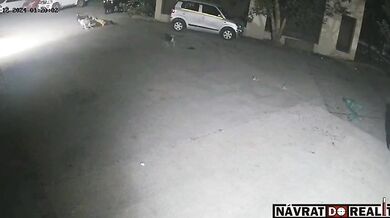 Útok pouličních psů