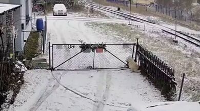 Pes přilákal divočáka do zahrady