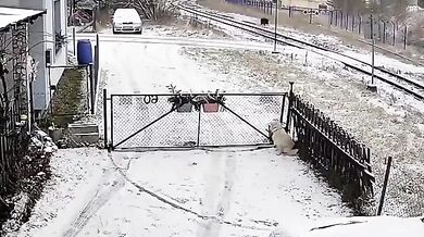 Pes přilákal divočáka do zahrady