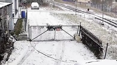 Pes přilákal divočáka do zahrady