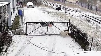 Pes přilákal divočáka do zahrady