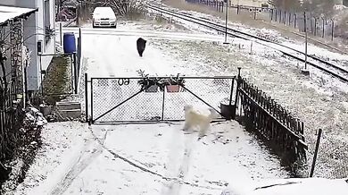 Pes přilákal divočáka do zahrady