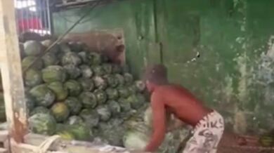 Profesionální melounař