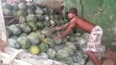 Profesionální melounař