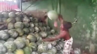 Profesionální melounař