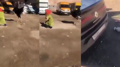 Proč se nesrat do pštrosa