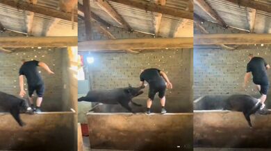 Útok divokého prasete