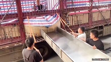 Nepovedená vykládka ryb