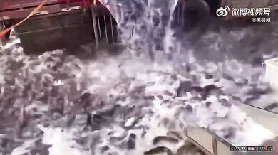 Nepovedená vykládka ryb