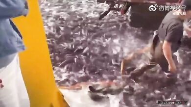 Nepovedená vykládka ryb