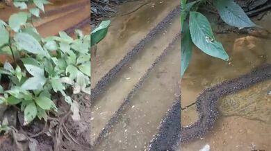 Mravenci vytvářející svůj vlastní most