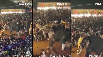 Slon způsobil paniku na festivalu v Indii