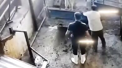 Tvrdá kopačka od krávy