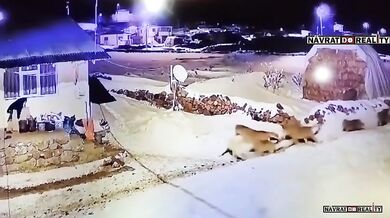 Anatolský pastevecký pes proti vlčí smečce