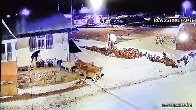 Anatolský pastevecký pes proti vlčí smečce