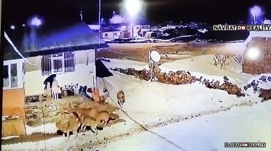 Anatolský pastevecký pes proti vlčí smečce