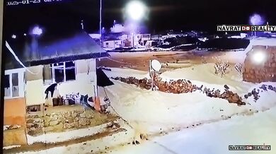 Anatolský pastevecký pes proti vlčí smečce