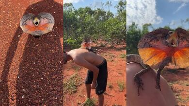 Setkání s agamou límcovou v Austrálii