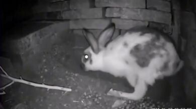 Jak divoká králičí máma chrání svá mláďata