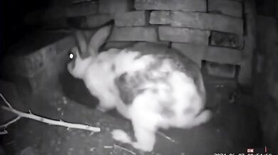 Jak divoká králičí máma chrání svá mláďata