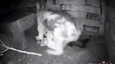 Jak divoká králičí máma chrání svá mláďata