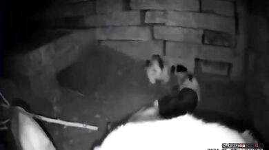 Jak divoká králičí máma chrání svá mláďata