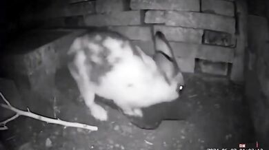 Jak divoká králičí máma chrání svá mláďata