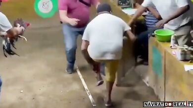 Bojový kohout zaútočil na svého majitele