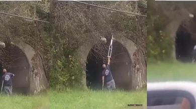 Drbání do vosího hnízda