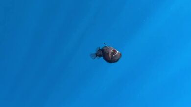 Velkotlamec (Ďas černý) spatřen u hladiny oceánu